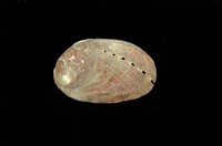 藏品(九孔螺)的圖片